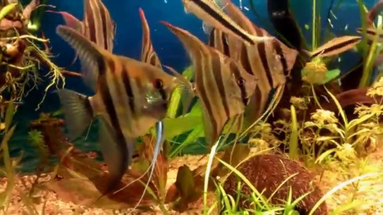 Moje piękne Altumy i Skalary Manacapuru My beautiful angelfish