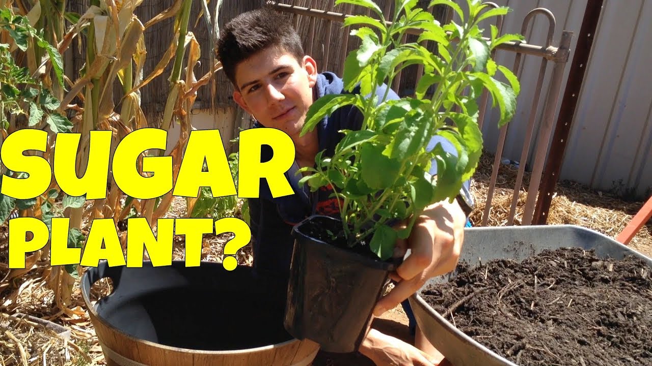 How to Grow Stevia Plants in Containers!