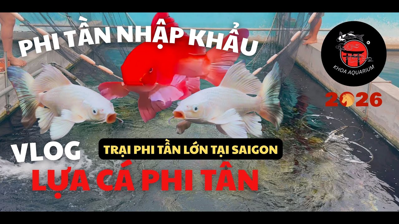 KHOA AQUARIUM VLOG | TUYỂN CHỌN CÁC BÉ PHI TẦN NHẬP KHẨU PHẨM CAO TẠI TRẠI PHI TẦN LỚN Ở SAIGON