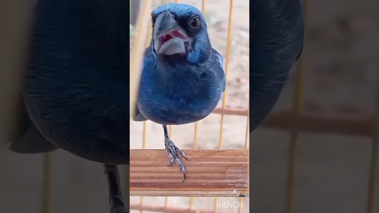 OLHA O CANTO DESSE AZULAO DE  UMA PERNA ! !  ! #birds #azul&atilde;o #coleira