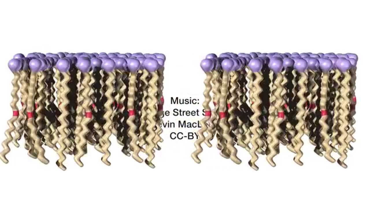 Principles of Biochemistry | HarvardX on edX | About Video