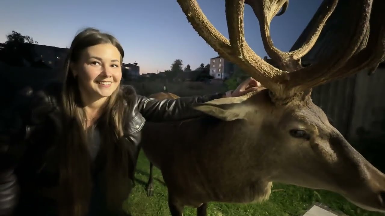 Олень Борис не є домашній.серпень2025 #Irysik3076 #deer #animals #олень #оленьборис