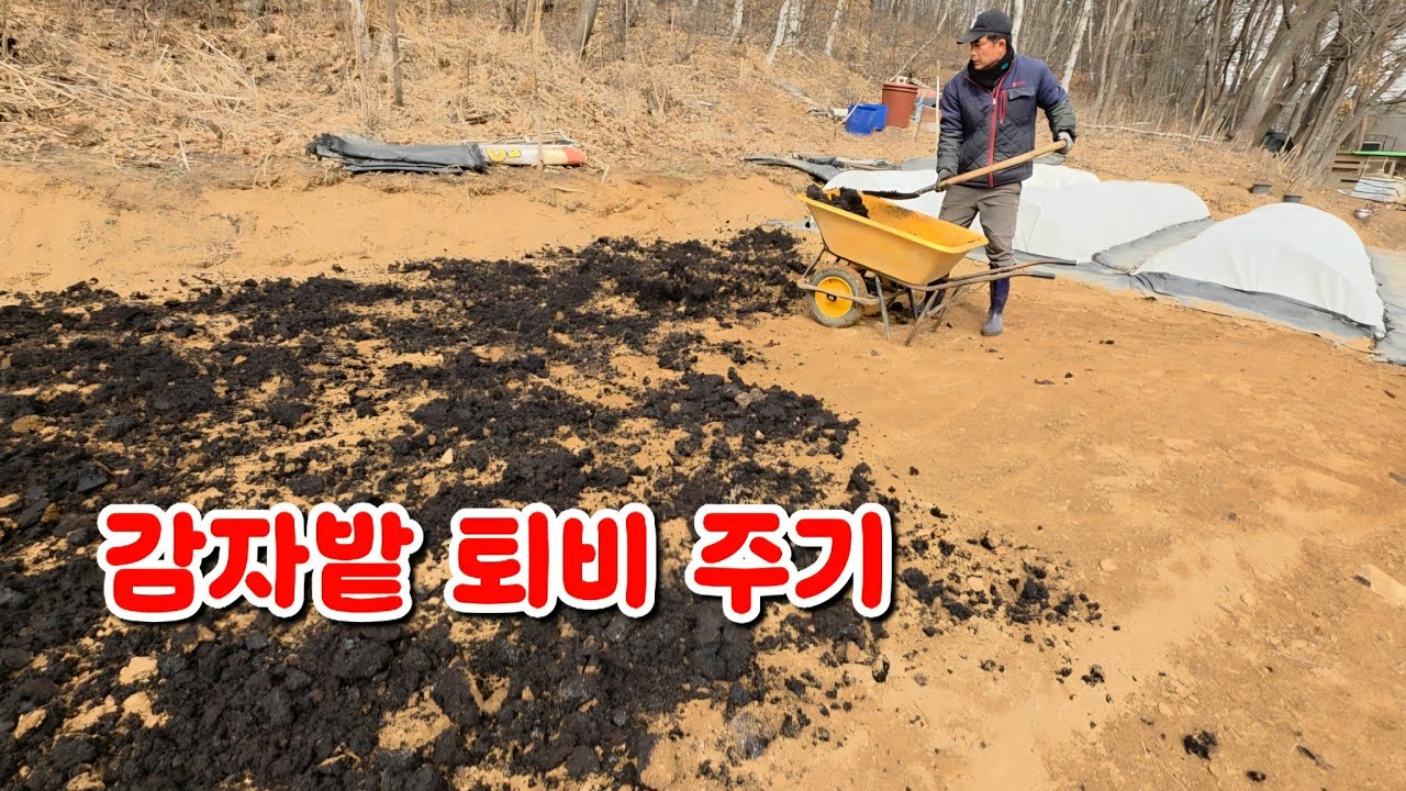 [🤠ㆍ416] 감자 밭준비..  오늘은 퇴비 줍니다 