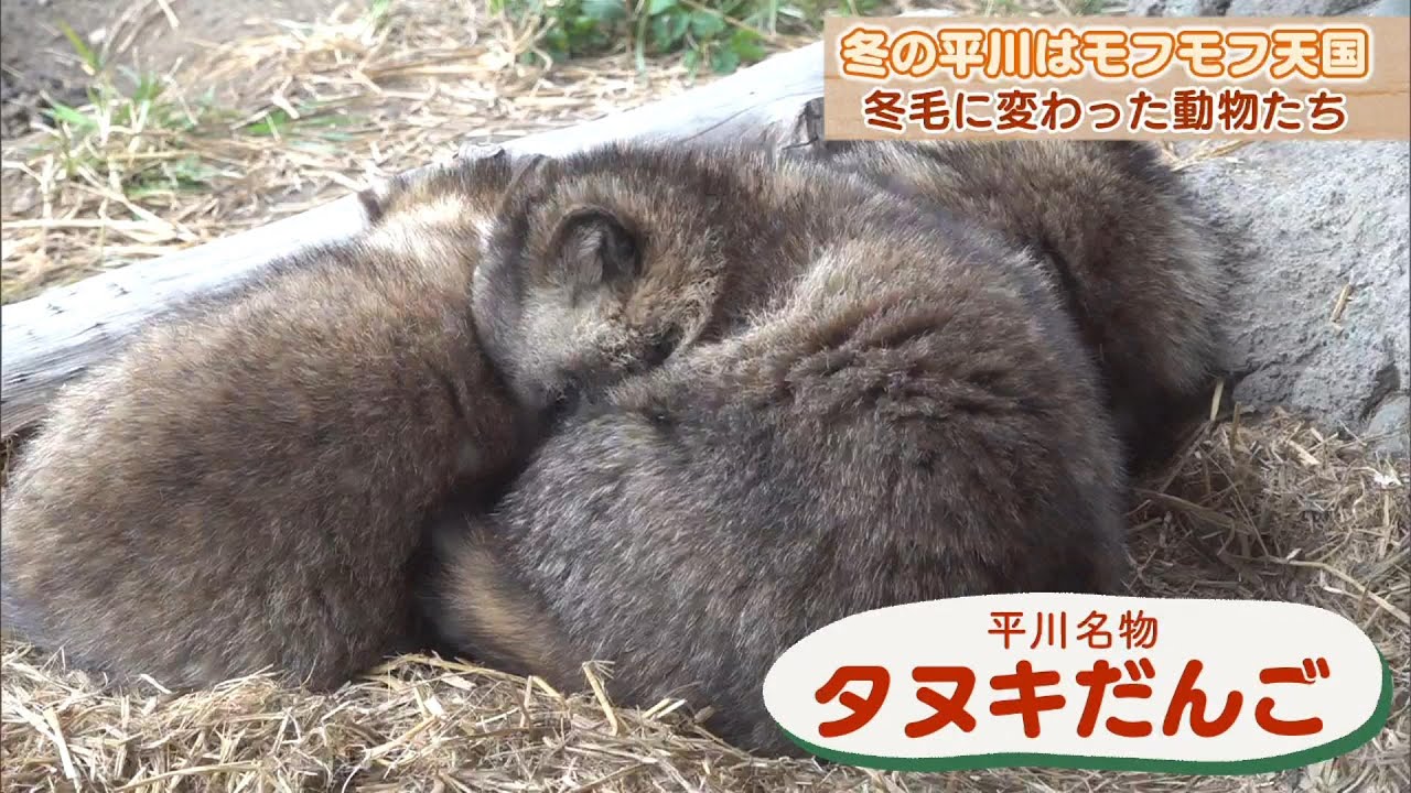 【名物!タヌキだんご!?】冬の平川動物公園は『モフモフ天国』冬毛に変わった動物たち News＋おやっと！特集(1月23日(木)放送)