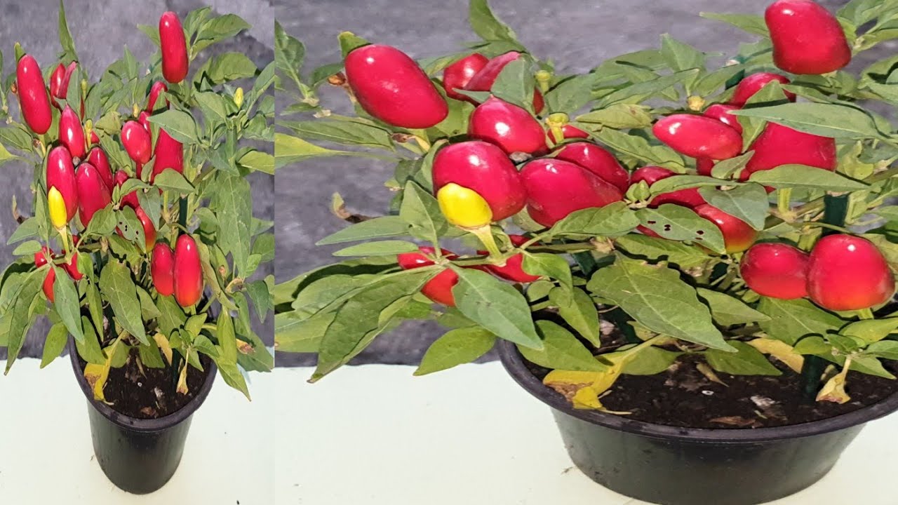PIMENTA O ANO INTEIRO EM VASO VEJA!!!