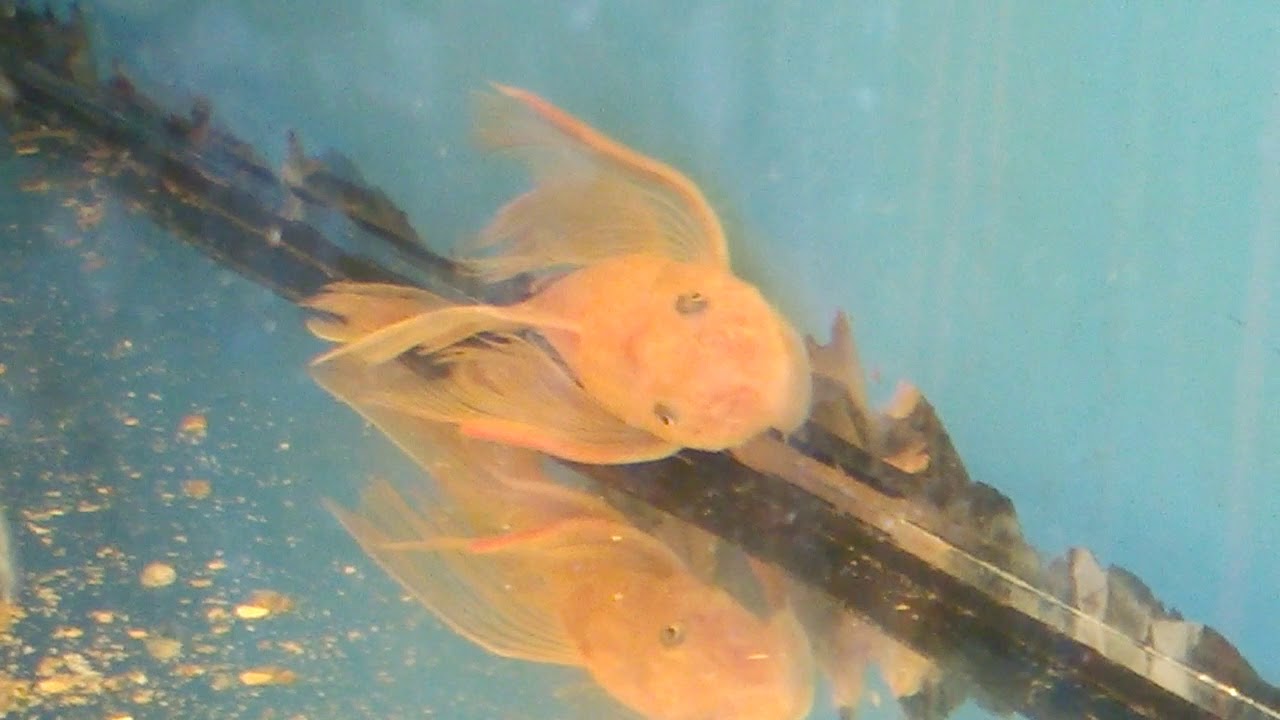 Ancistrus red long fin. Charakterystyka gatunku, żywienie i rozmnażanie
