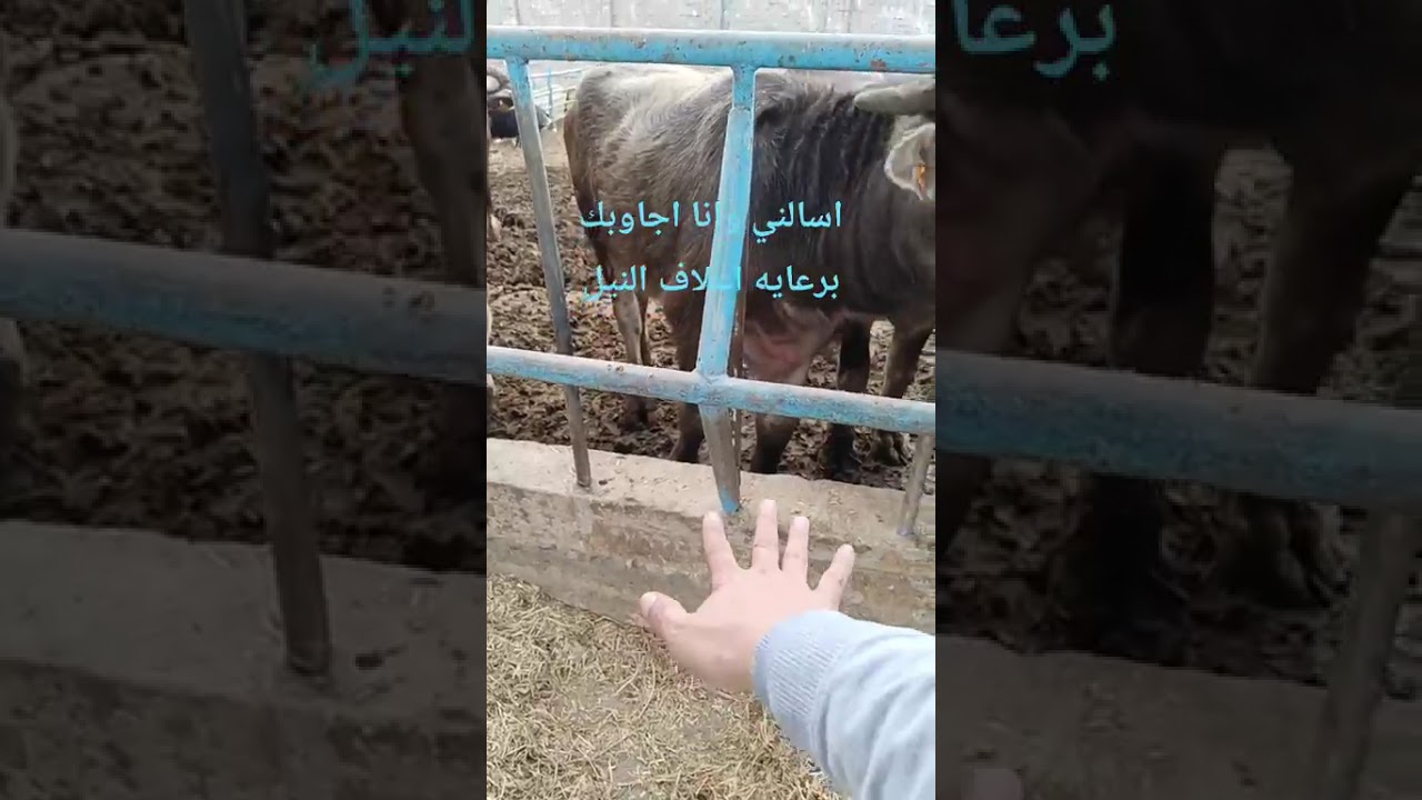 ٤ فبراير ٢٠٢٦