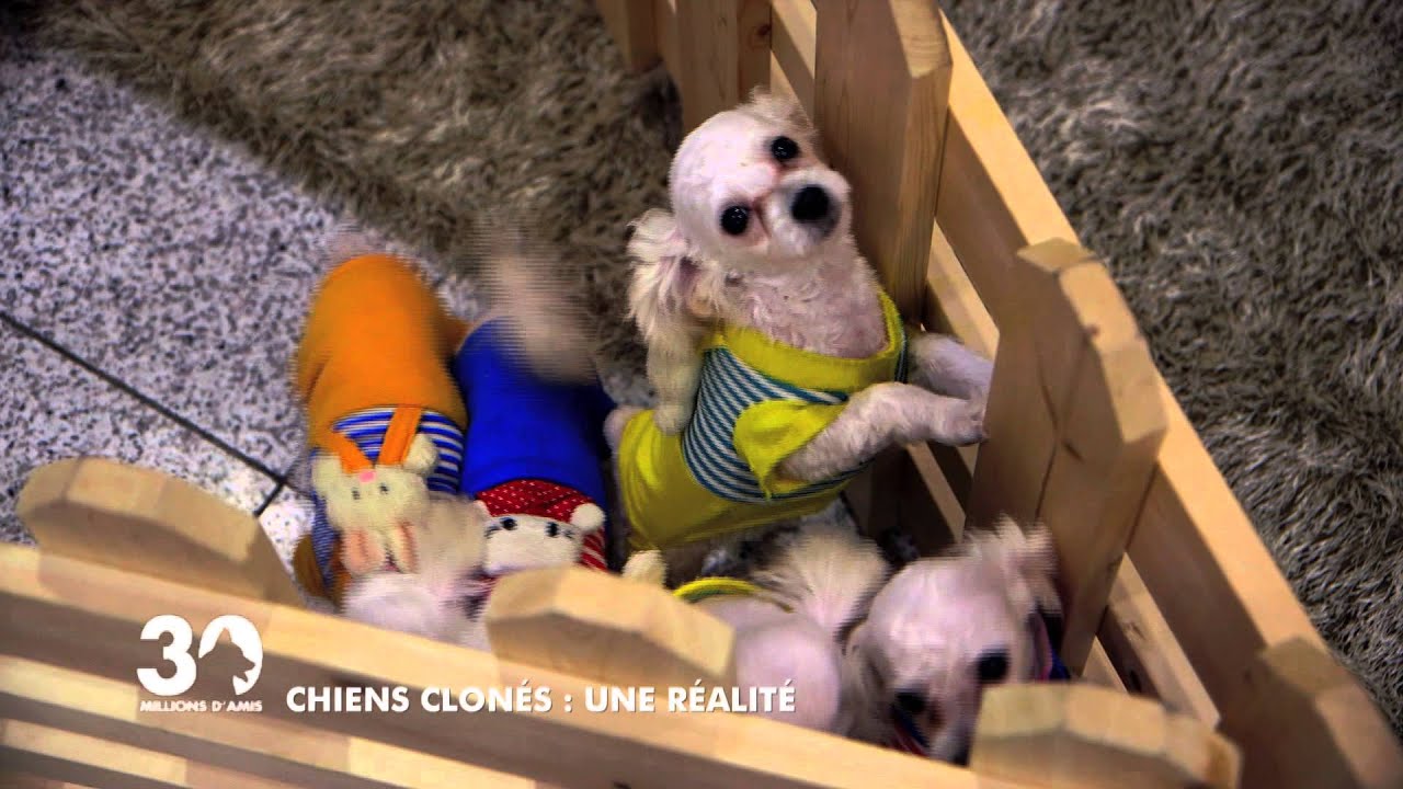 Chiens clon&eacute;s : une r&eacute;alit&eacute;