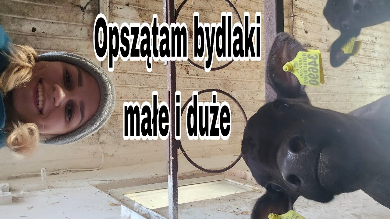 ✭Opsząt całego gospodarstwa. Bydlaki małe i duże✭Samej też idzie✭