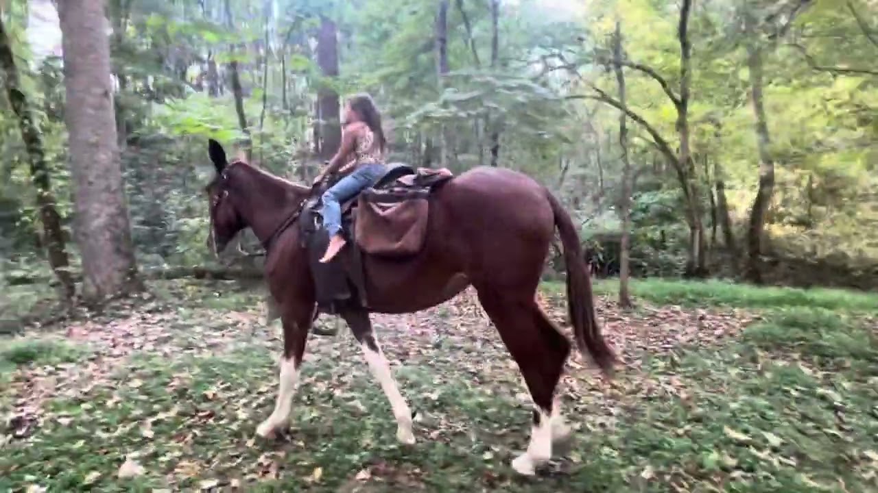 Ruby Molly mule 