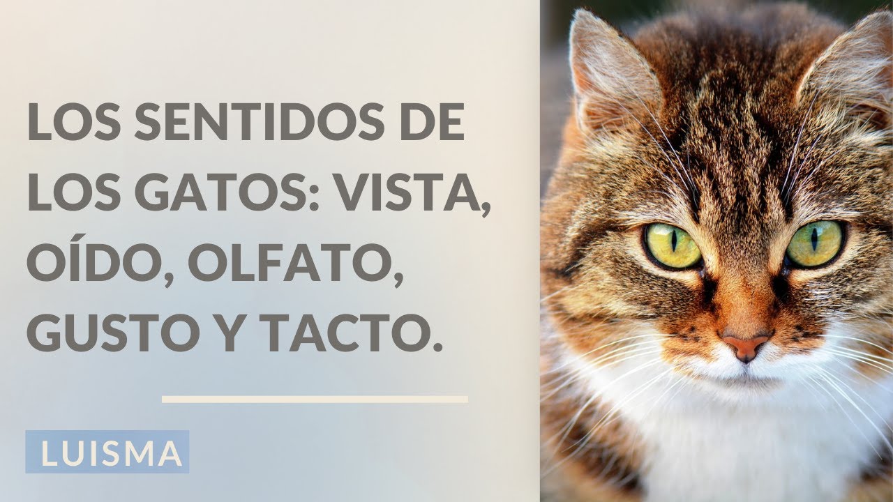 Los sentidos de los gatos: vista, o&iacute;do, olfato, gusto y tacto.