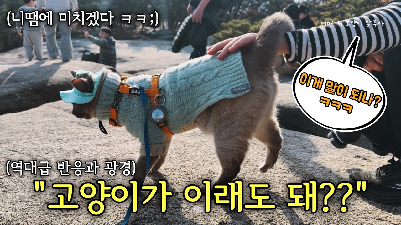 (SUB)아차산 등산 중 어깨 위 고양이의 집사가 당황한 이유 (역대급 반응과 광경 ㄷㄷ) | Seoul, Achasan mountain