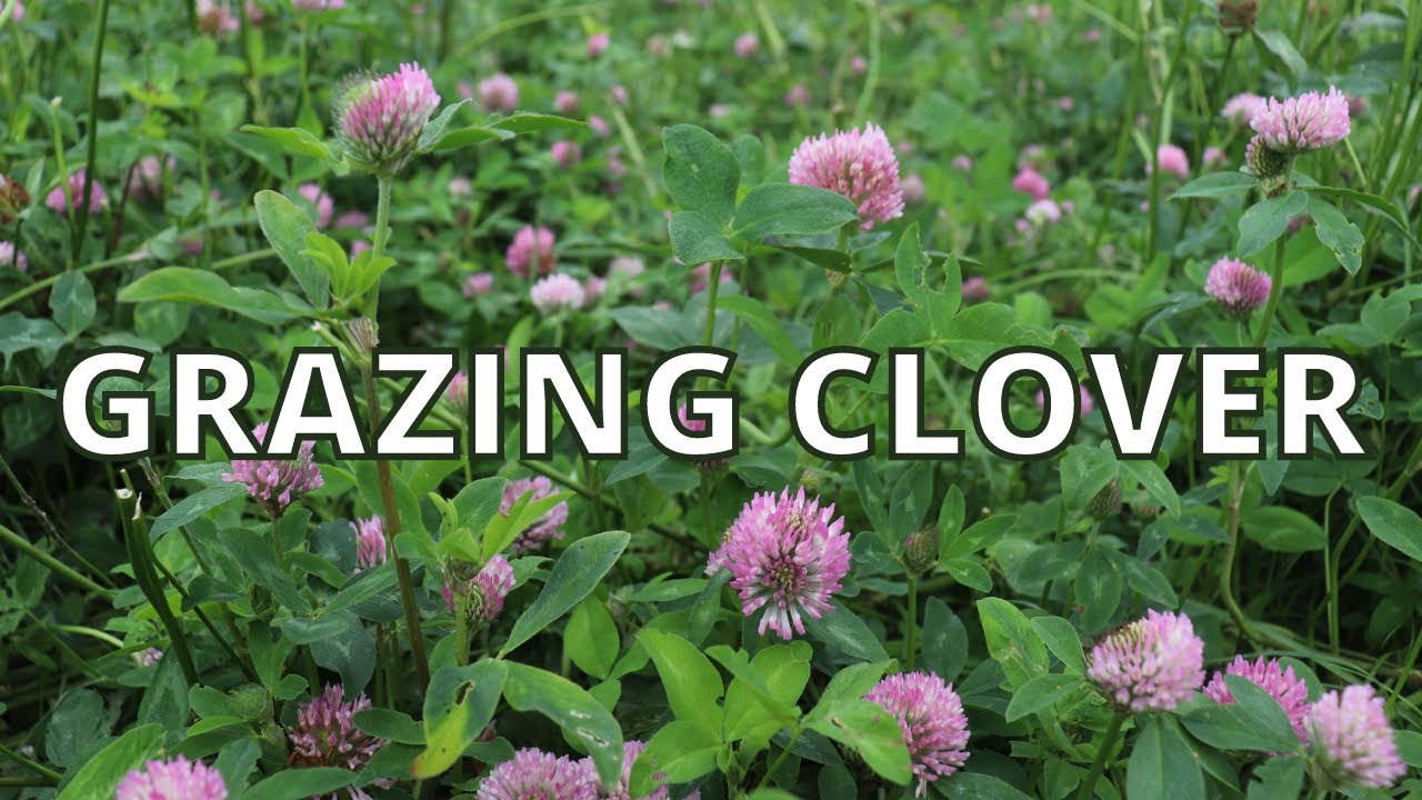 GRAZING CLOVER | TECHNICAL #17