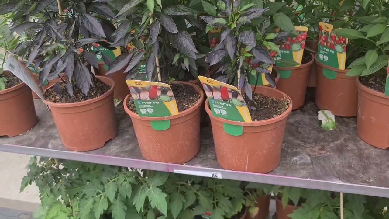 B&Q indoor & outdoor plant collections !