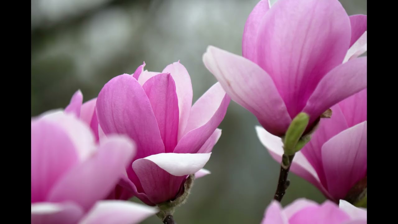 【自然、風景、写真スライドショー】こぶしの花#17