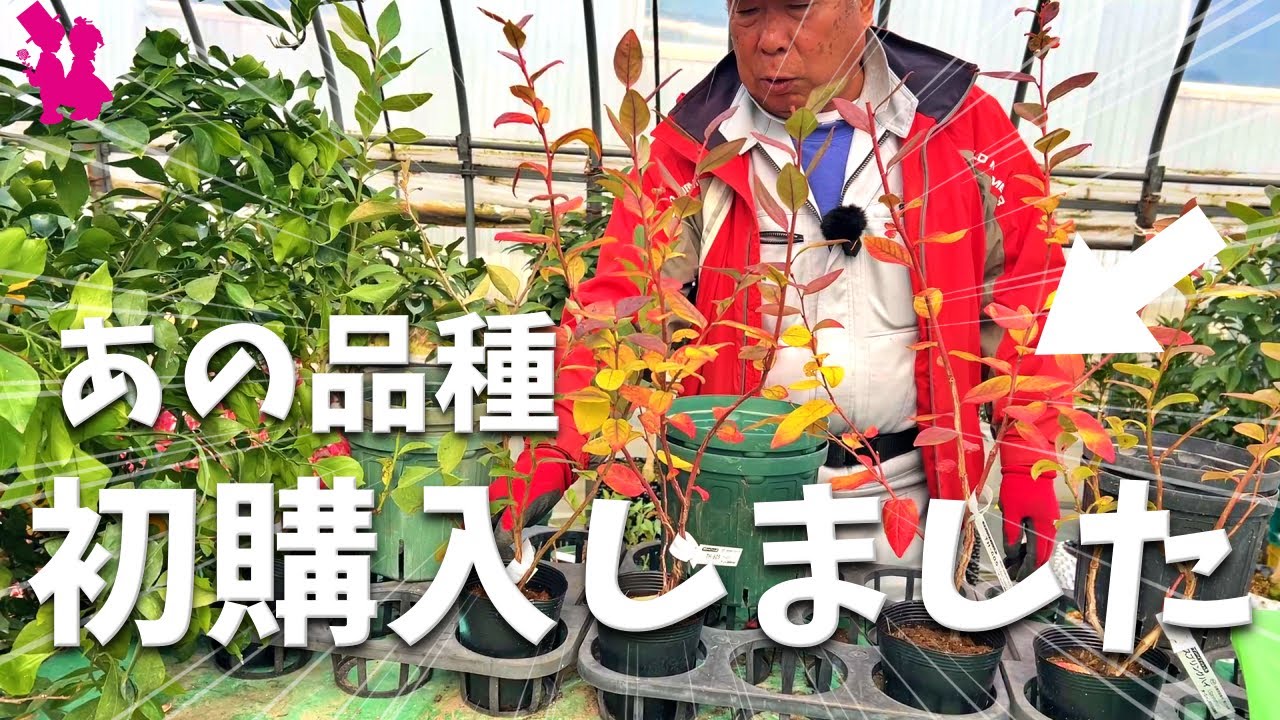 【期待大】ブルーベリー農家が話題のあの品種を購入してみました！