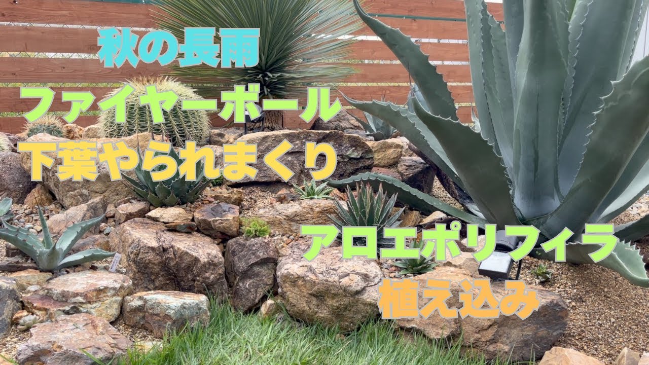 【アガベ・ポリフィラ】秋の長雨にやられたファイヤーボールを抜いてアロエポリフィラを植え付ける