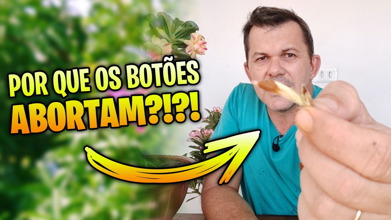 5 Motivos para os BOTÕES das Rosas do Deserto ABORTAREM