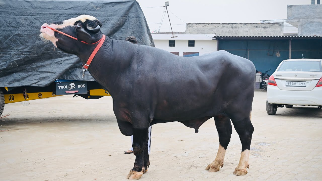   Hoof trimming 5911 and john bull🦬❤️‍🔥💎❤️⚜️
