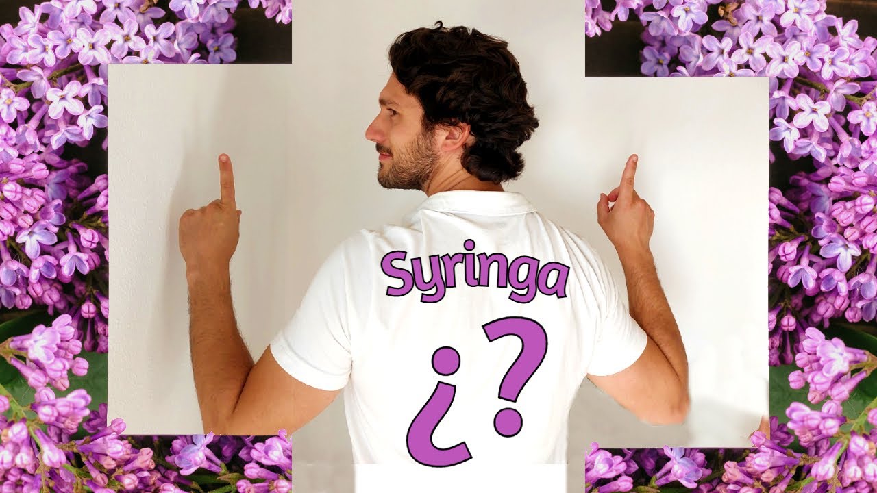 ARBUSTOS con FLORES 🍇 Syringa vulgaris o ÁRBOL de LILO 🍇 Flores PERFUMADAS
