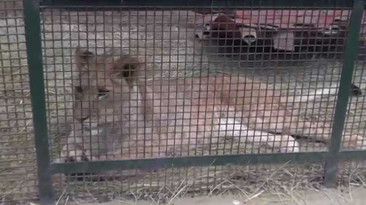 Aslan - Kocaeli Darıca hayvanat bah&ccedil;esi part1 (the Lion)
