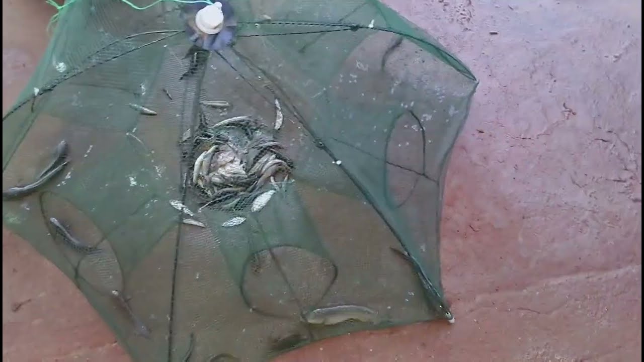 umbrella fishing net se aaj machhali pakdenge |Today we will catch fish using the umbrella net