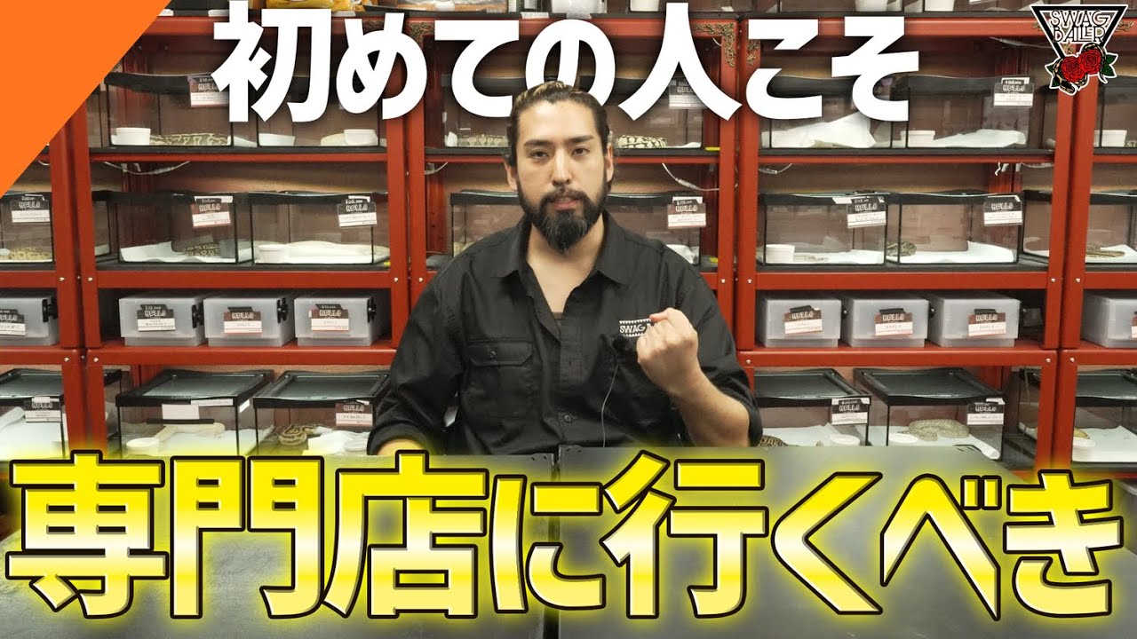 【超入門編】ボールパイソンの購入場所比較!!専門店・イベント・ペットショップの違いを解説!!#ペット #動物 #爬虫類 #浜松市 #蛇 #飼育 #ブリード #ケージ #reptiles #ballpy