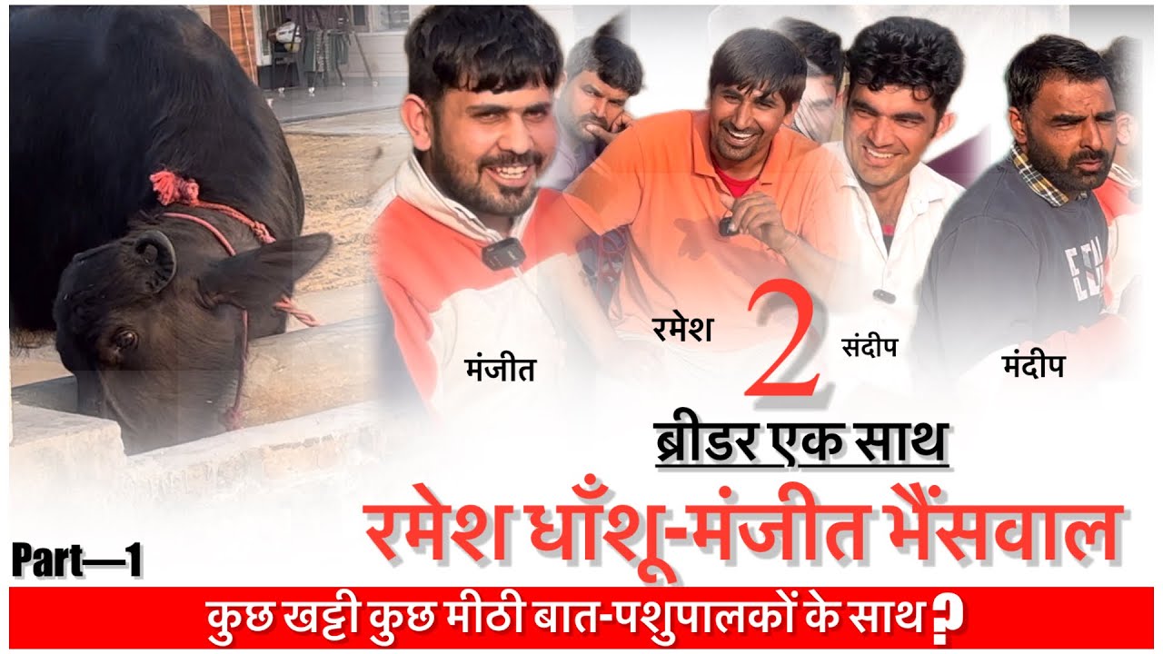 2 ब्रीडर एक साथ कुछ खट्टी कुछ मीठी बात || रमेश धाँशू-मंजीत भैंसवाल ||PART-01||