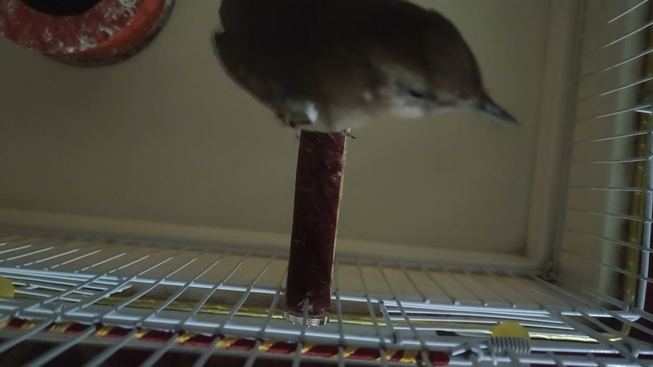 Afghanistan Nightingale