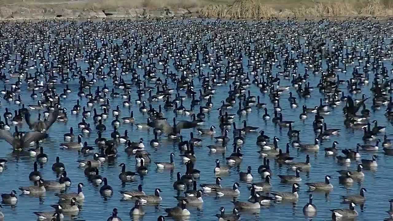 Thousands Of Geese Converge On Lake