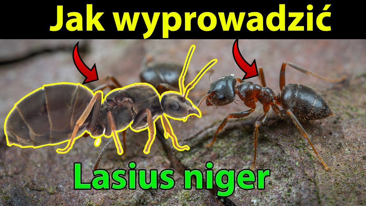 Jak wyprowadzić Lasius niger by była ogromna kolonia #mrówki #antkeeping #ants #zwierzęta