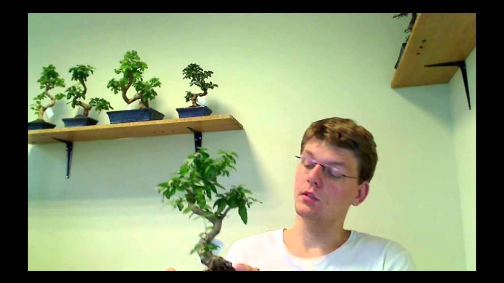 Bonsai medelių priežiūra