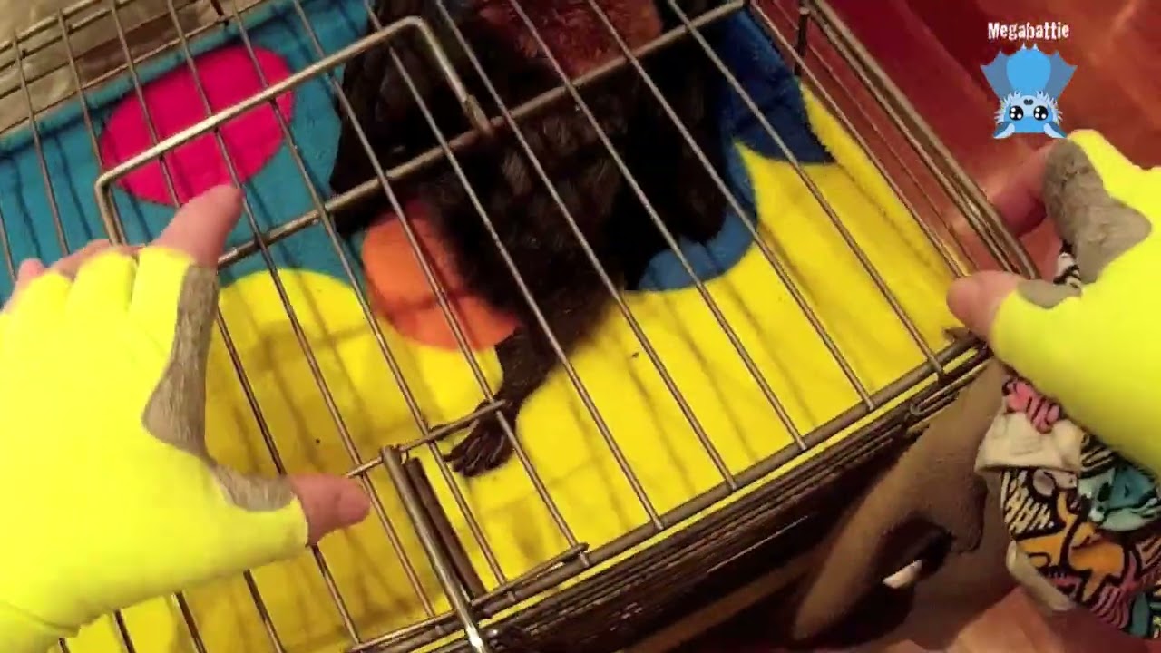 Rescuing a juvenile flying-fox in a courtyard:  this is Piekne