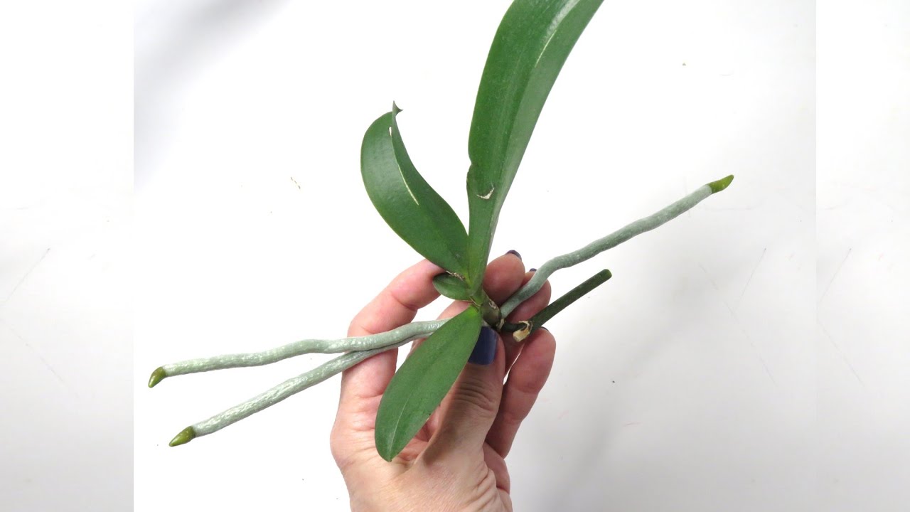 Como separar el keiki de mi orquidea necesito Tips para sembrarlo en una maceta #398