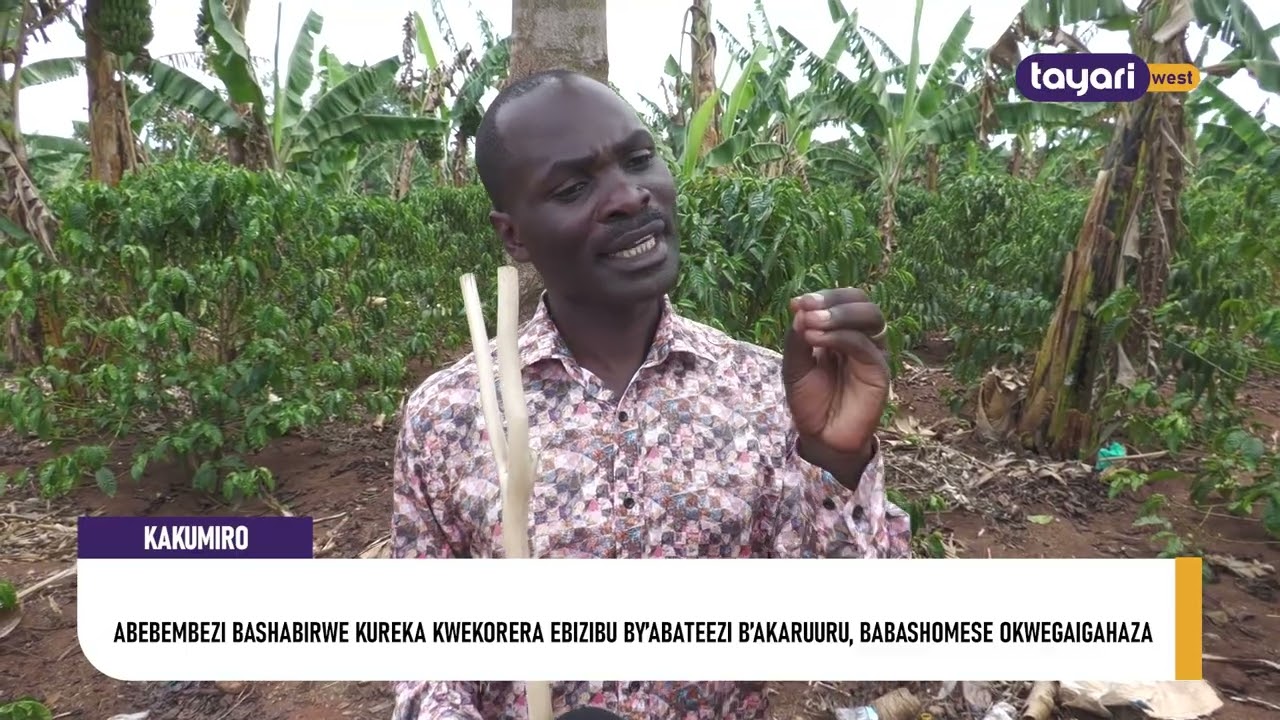 #AGENSHONGA: ABEBEMBEZI BASHABIRWE KUREKA KWEKORERA EBIZIBU BY’ABATEEZI B’AKARUURU
