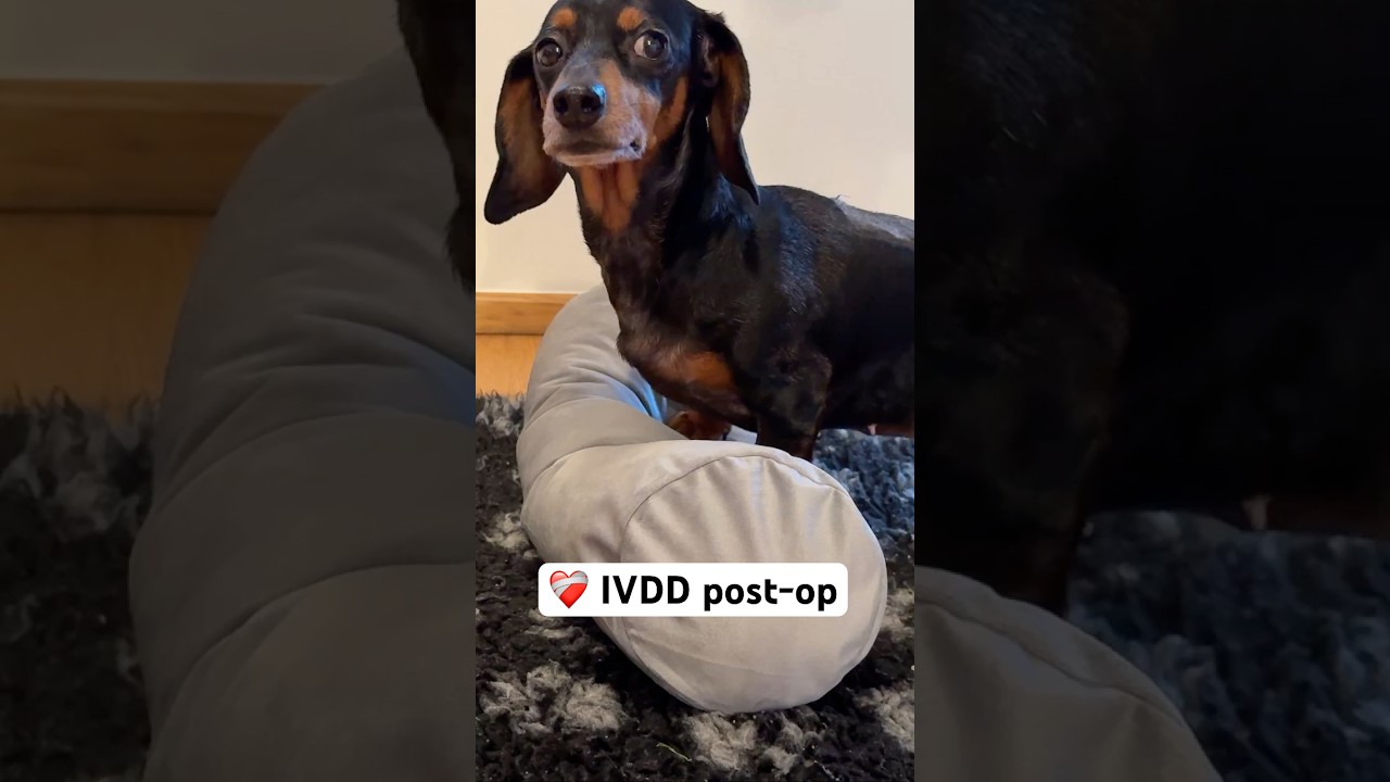 💪 Восстановление после межпозвоночной грыжи у таксы: первая неделя ❤️‍🩹 #миниатюрнаятакса #такса ...