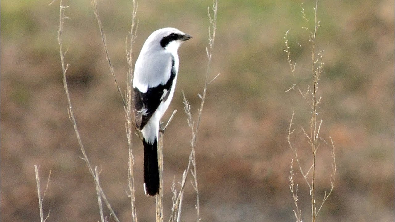 Great Grey Shrike - Raubw&uuml;rger - Lanius excubitor