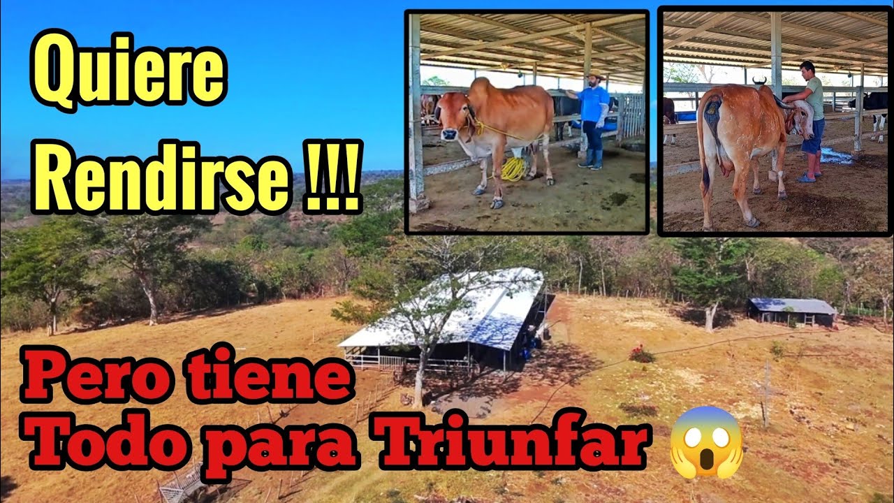 Un Ganadero al Borde del Abandono ¡Pero Tiene Todo Para Seguir!