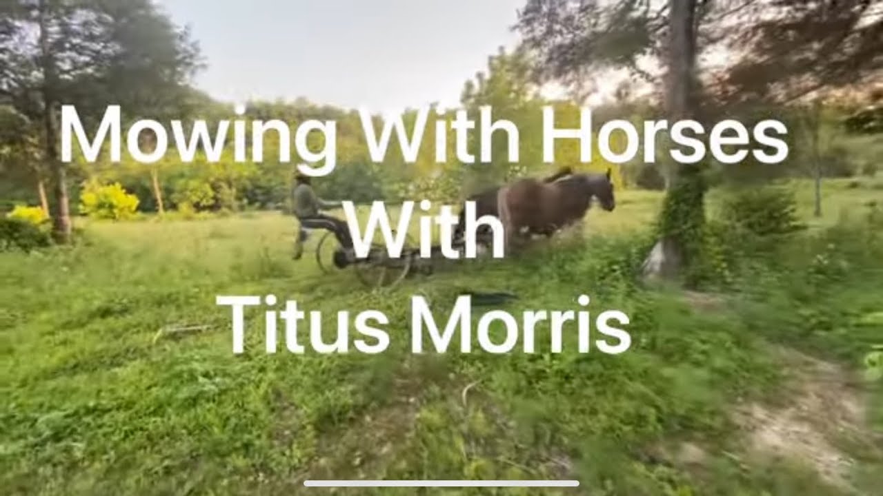 Mowing With Horses | Titus Morris | #mowing #horses #farming #garden #cultivation