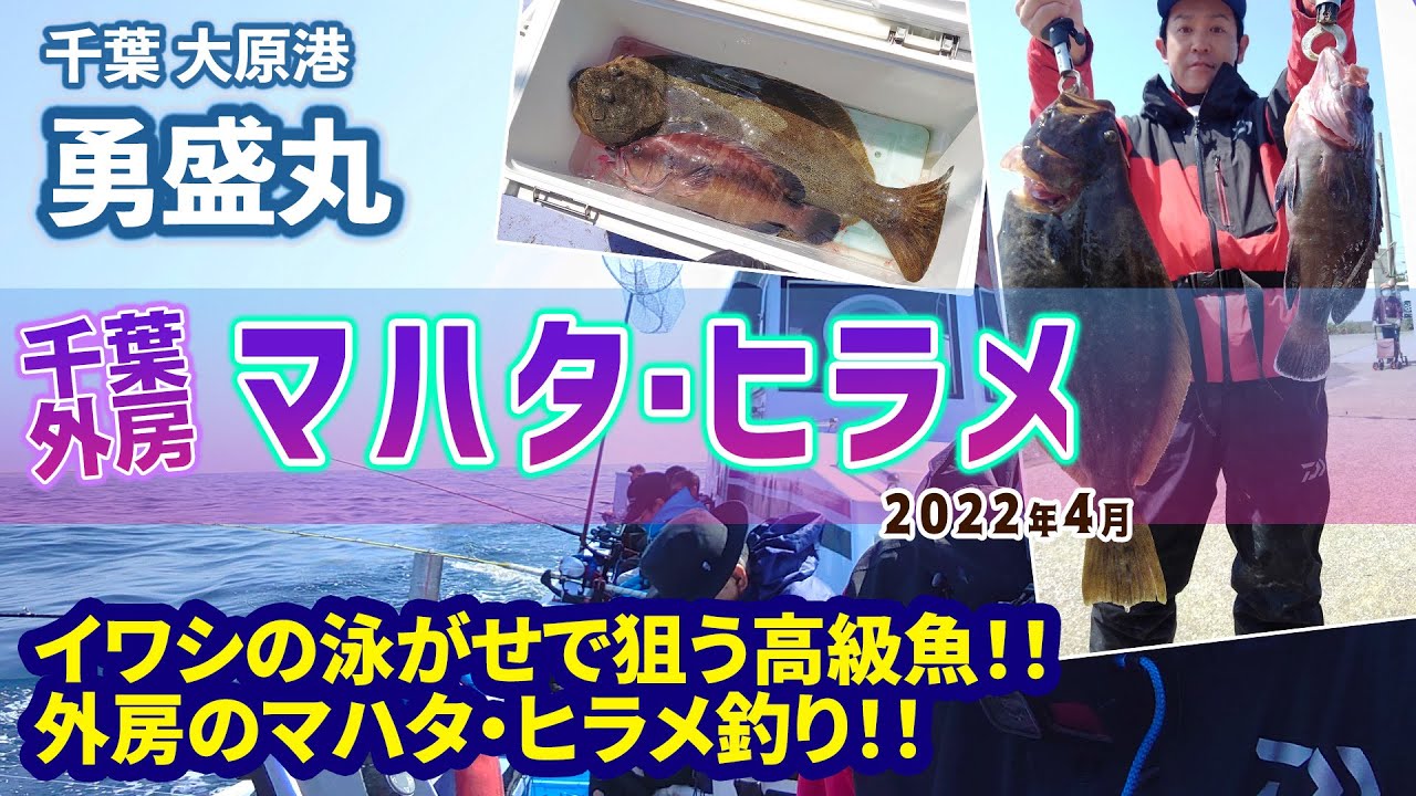 【マハタ・ヒラメ】外房・イワシ泳がせで狙う高級魚！大判ヒラメゲット！【千葉大原港 勇盛丸】