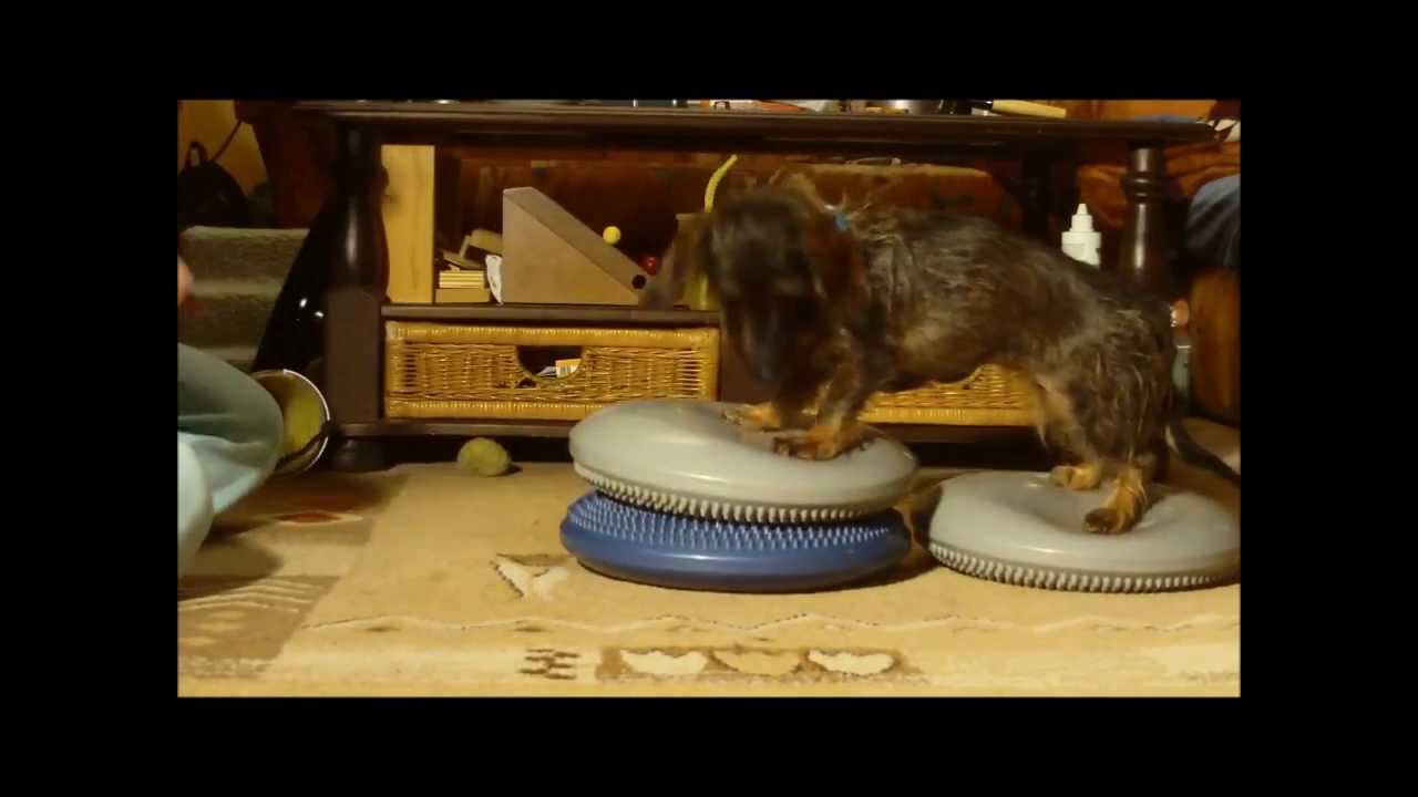 Livvy Dackel: Physio-Übungen nach der Bandscheiben-OP