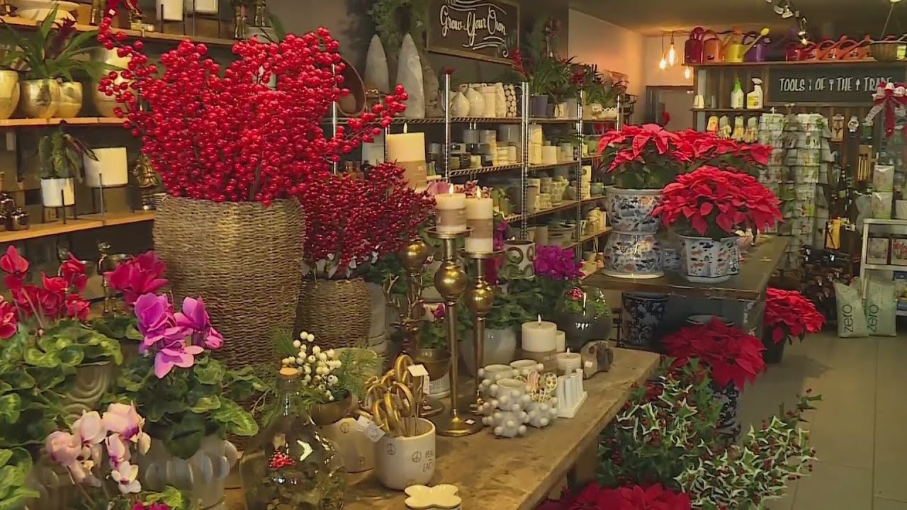 Brentwood garden nursery shares how to keep poinsettias healthy