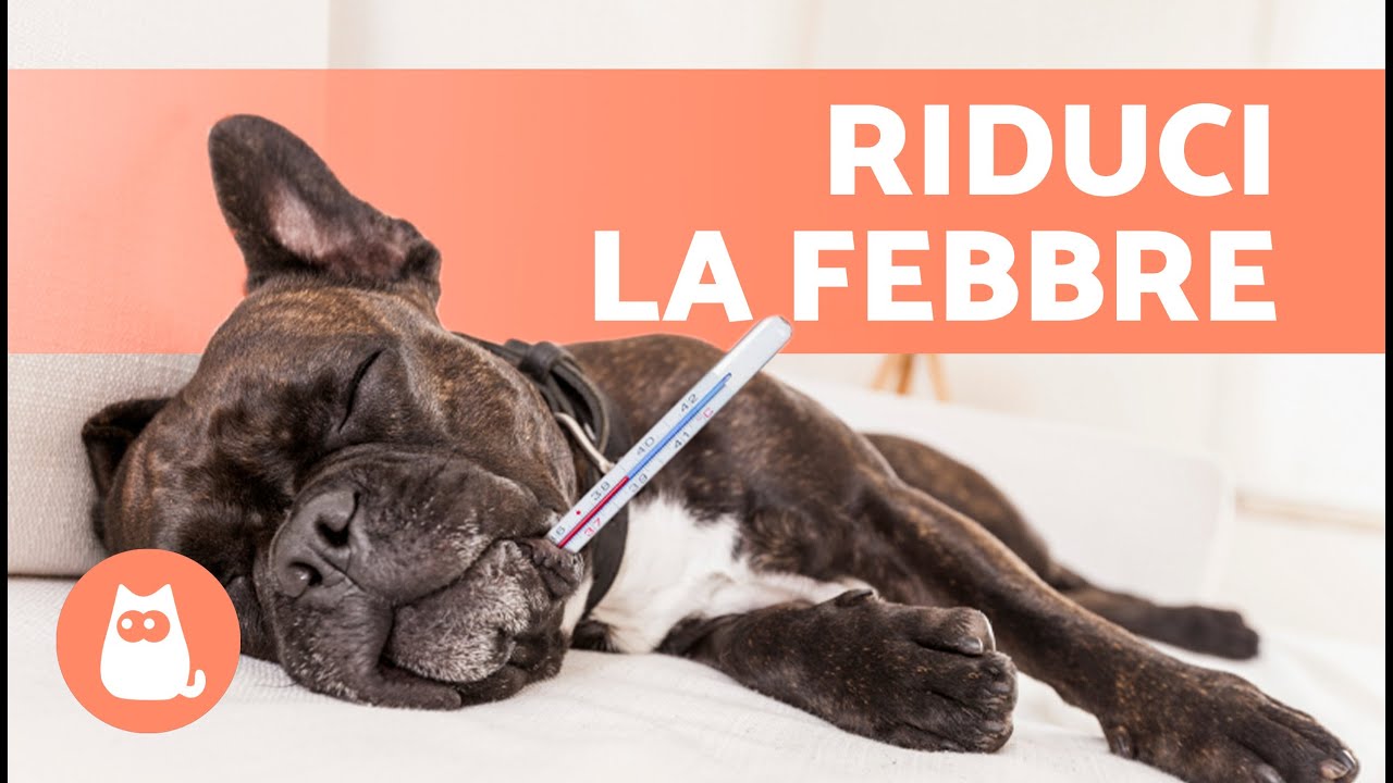 Come RIDURRE LA FEBBRE DEL CANE? 🐶🌡 Rimedi casalinghi per ridurre la febbre nei cani ✅