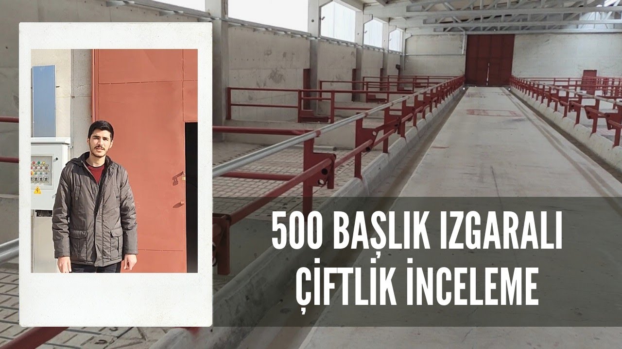 500 BAŞLIK BÜYÜKBAŞ BESİ ÇİFTLİĞİ İNCELEME - ÇİFTLİK EKSPERİ