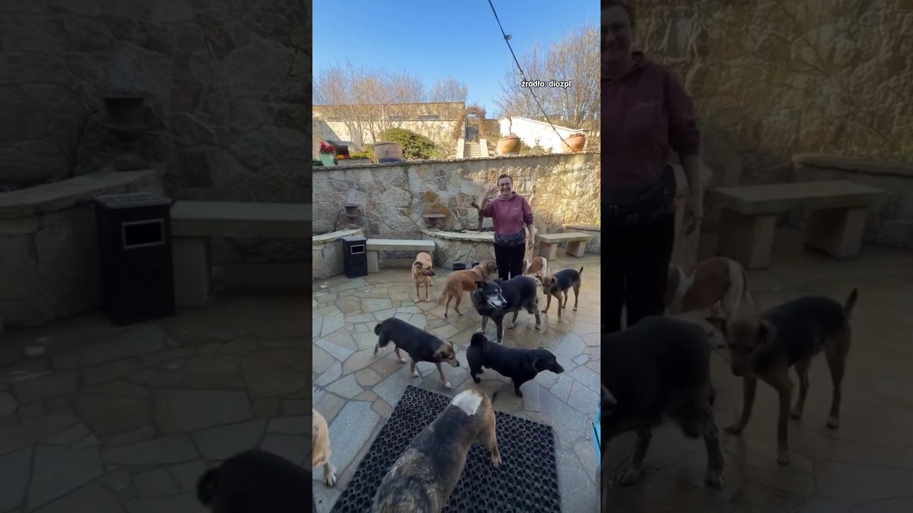 Pani Krysia prawdę Wam powie 😀🐶 #dioz #truestory #dog #shorts