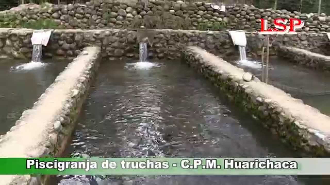 PACHITEA- CRIADERO DE TRUCHAS EN EL C.P.M. DE HUARICHACA
