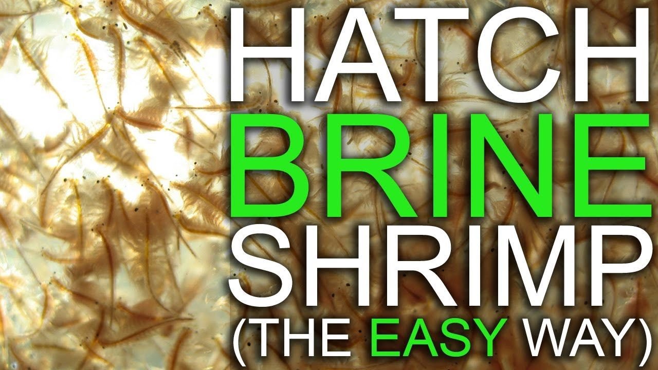 FEEDING BABY DISCUS FRY: HATCHING BRINE MADE EASY