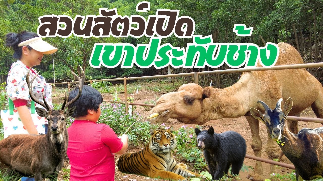 ใกล้ชิด! ป้อนอูฐตัวยักษ์ ดูเสือโคร่งสุดดุ! สวนสัตว์เปิดเขาประทับช้าง ราชบุรี (เข้าฟรี)