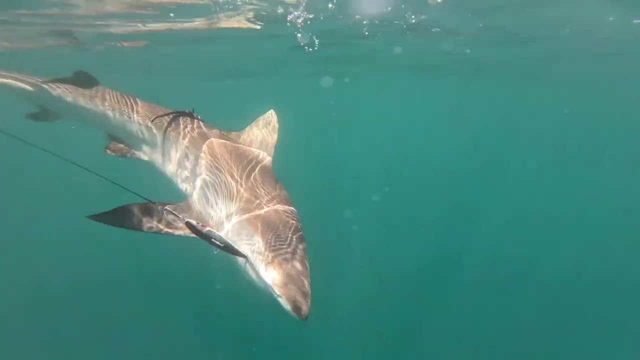 SHARKED on the Jet Ski