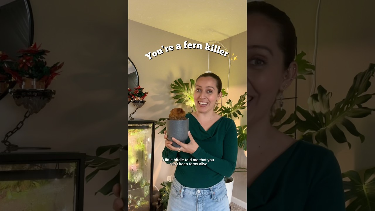 I was told you can&rsquo;t keep ferns alive? #fernplant #plantcaretips